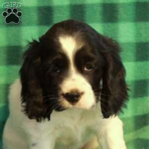 Claus, Cocker Spaniel Puppy