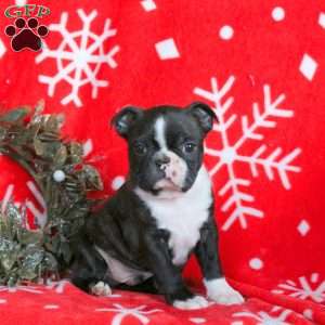 Claus, Boston Terrier Puppy