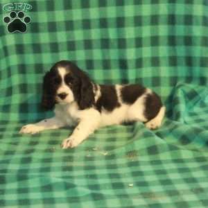 Claus, Cocker Spaniel Puppy