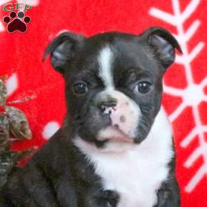 Claus, Boston Terrier Puppy