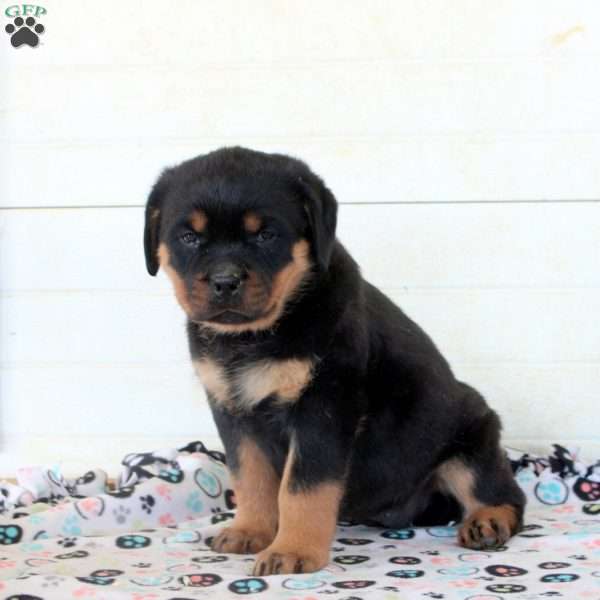 Cleo, Rottweiler Puppy
