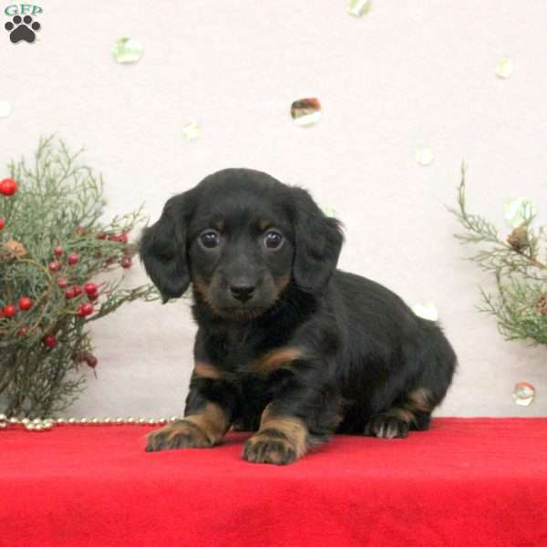 Cleo, Dachshund Puppy