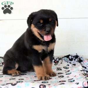 Cleo, Rottweiler Puppy