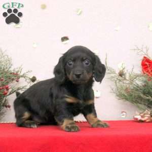 Cleo, Dachshund Puppy