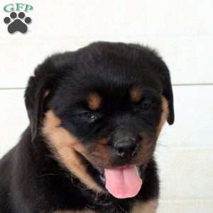 Cleo, Rottweiler Puppy