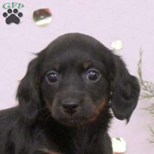 Cleo, Dachshund Puppy