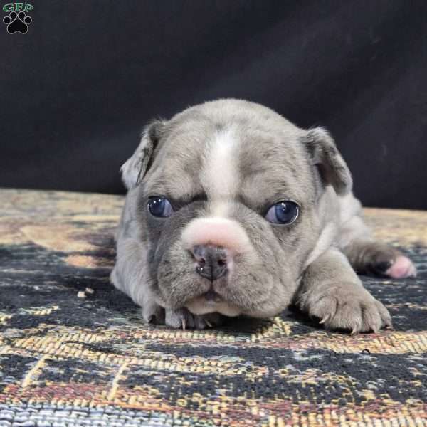 Cleo, Frenchton Puppy