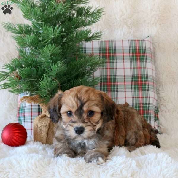 Clove, Cavachon Puppy