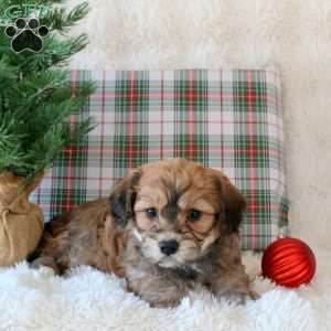 Clove, Cavachon Puppy