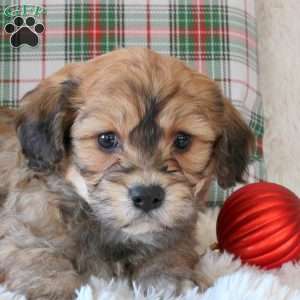 Clove, Cavachon Puppy