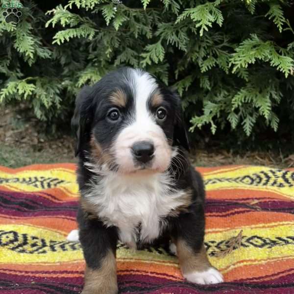 Clover, Bernese Mountain Dog Puppy
