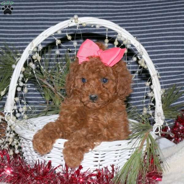 Coco, Toy Poodle Puppy