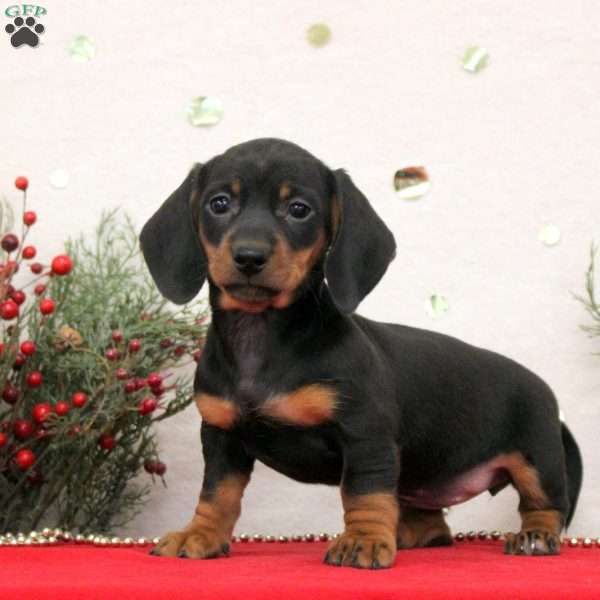 Coco, Dachshund Puppy