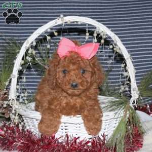 Coco, Toy Poodle Puppy