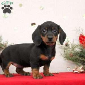 Coco, Dachshund Puppy