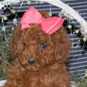 Coco, Toy Poodle Puppy