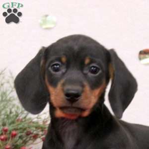 Coco, Dachshund Puppy
