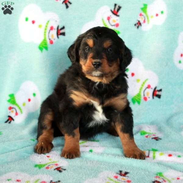 Coco, Mini Bernedoodle Puppy