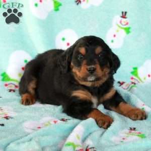 Coco, Mini Bernedoodle Puppy