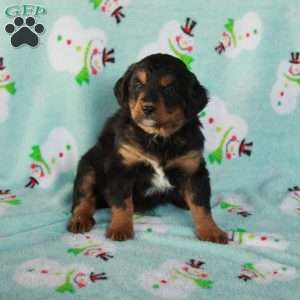 Coco, Mini Bernedoodle Puppy