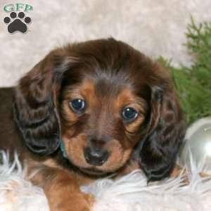Cocoa, Dachshund Puppy