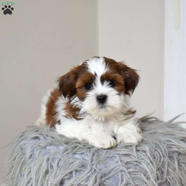 Cocoa, Teddy Bear Puppy