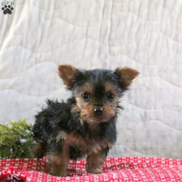 Cocoa, Yorkie Puppy