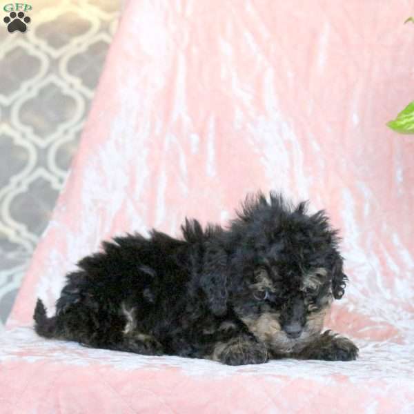 Cocoa, Toy Poodle Puppy