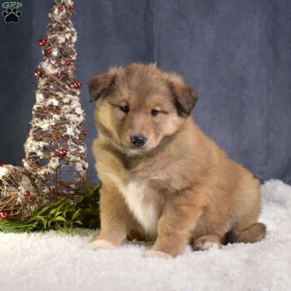 Cocoa, Akita Mix Puppy