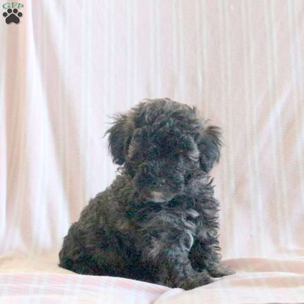 Cocoa, Miniature Poodle Puppy