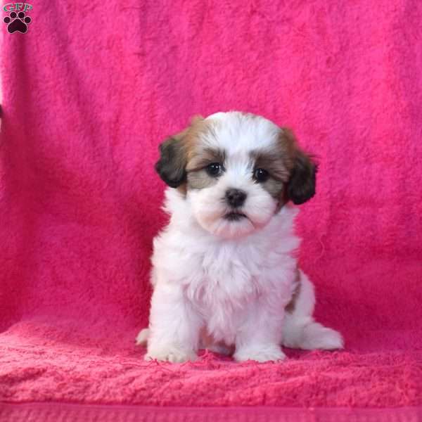 Cocoa, Teddy Bear Puppy