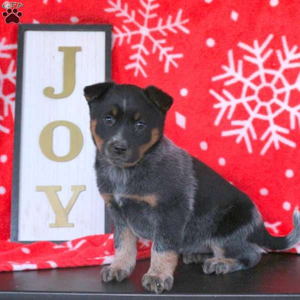 Cocoa, Blue Heeler – Australian Cattle Dog Puppy