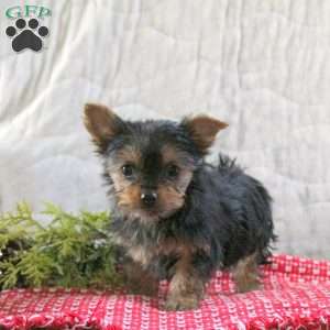 Cocoa, Yorkie Puppy