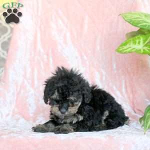 Cocoa, Toy Poodle Puppy