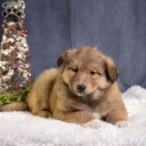 Cocoa, Akita Mix Puppy