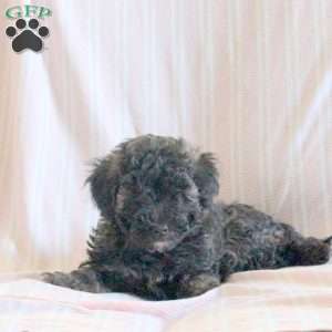 Cocoa, Miniature Poodle Puppy