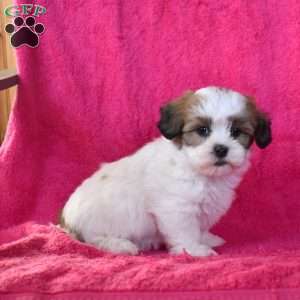 Cocoa, Teddy Bear Puppy