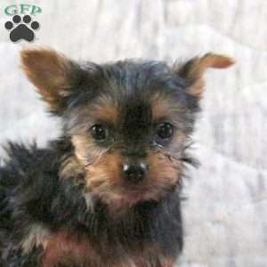 Cocoa, Yorkie Puppy