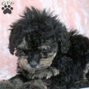 Cocoa, Toy Poodle Puppy