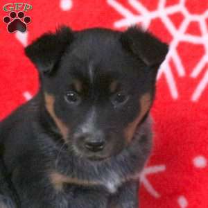 Cocoa, Blue Heeler – Australian Cattle Dog Puppy