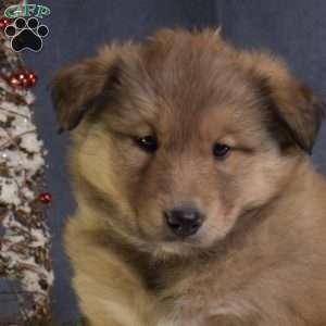 Cocoa, Akita Mix Puppy