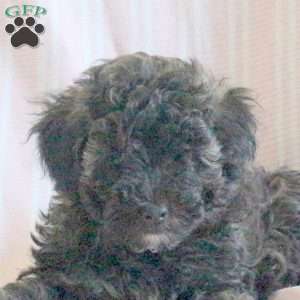 Cocoa, Miniature Poodle Puppy