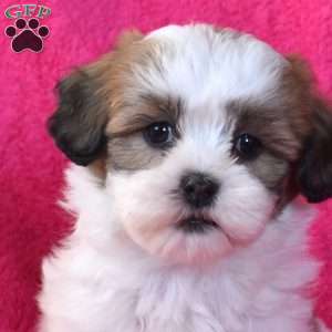 Cocoa, Teddy Bear Puppy