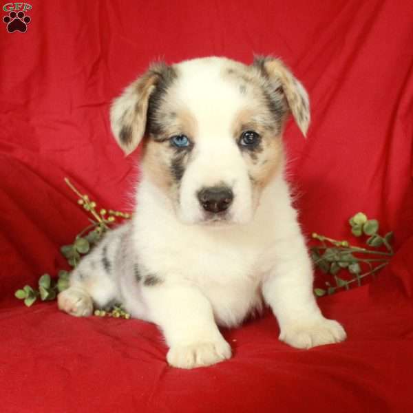 Cocoa, Pembroke Welsh Corgi Puppy