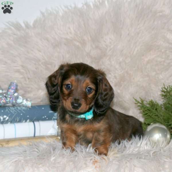 Cocoa, Dachshund Puppy