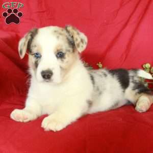 Cocoa, Pembroke Welsh Corgi Puppy