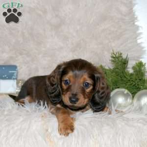 Cocoa, Dachshund Puppy