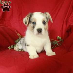 Cocoa, Pembroke Welsh Corgi Puppy