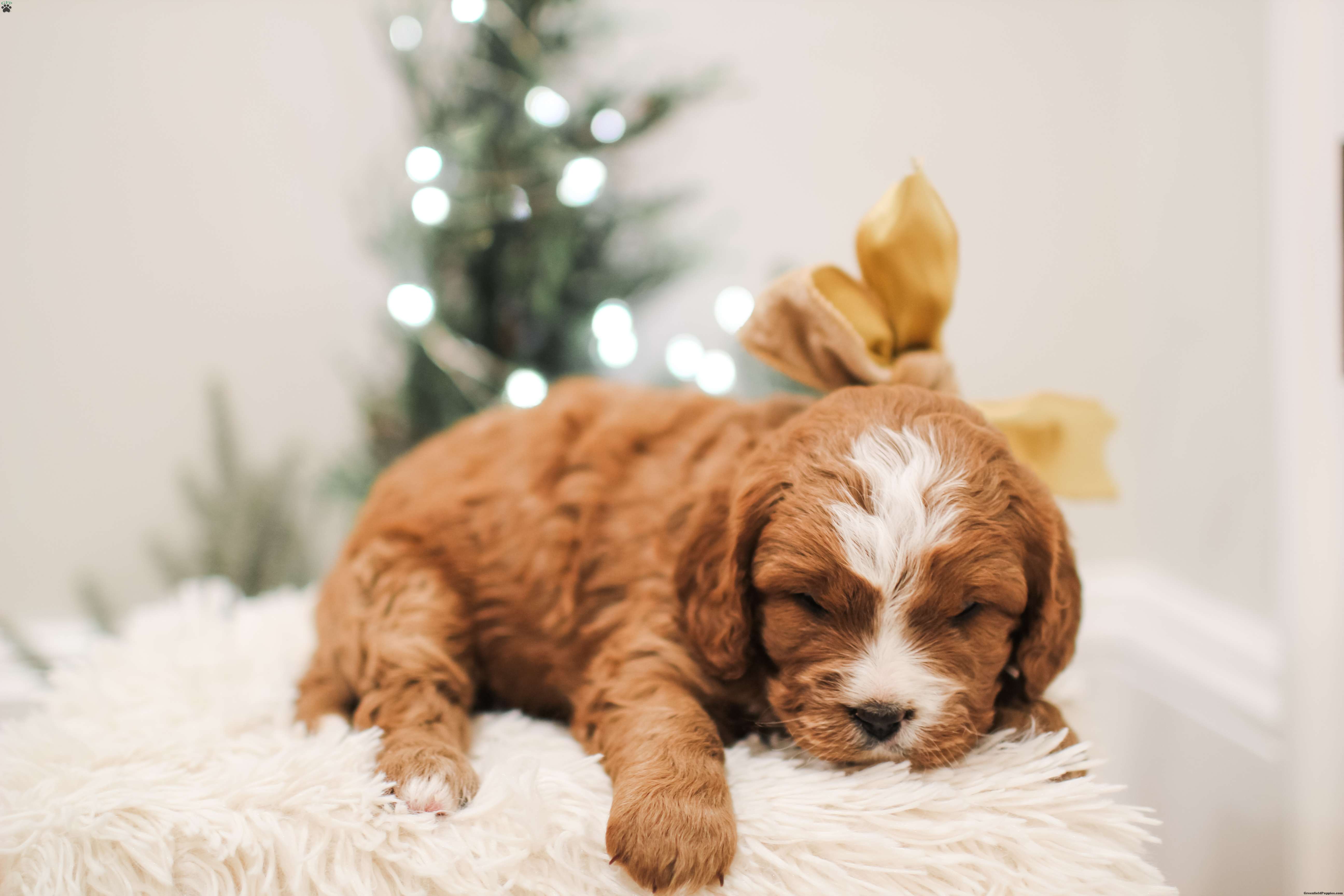 Cocoa - Cavapoo Puppy For Sale in Pennsylvania
