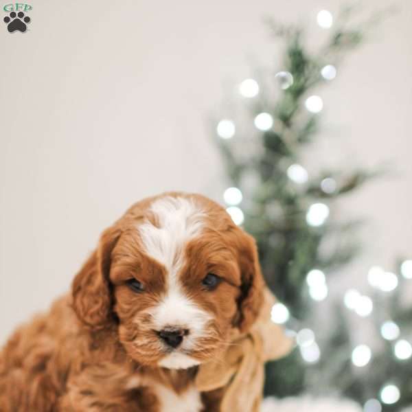 Cocoa, Cavapoo Puppy